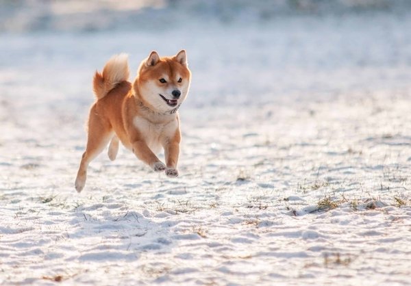 Elevage chiot shiba inu : avantages et soins