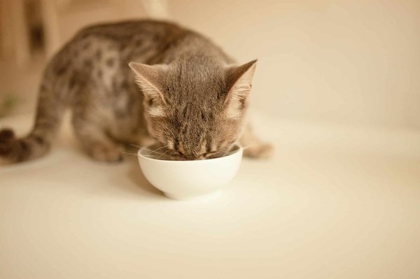 L'heure du repas des chats : Astuces et conseils pour un régime équilibré et sain